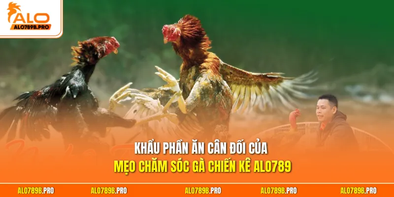 Khẩu phần ăn cân đối của mẹo chăm sóc gà chiến kê Alo789