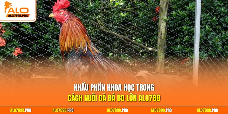 Khẩu phần khoa học trong cách nuôi gà đá bo lớn Alo789