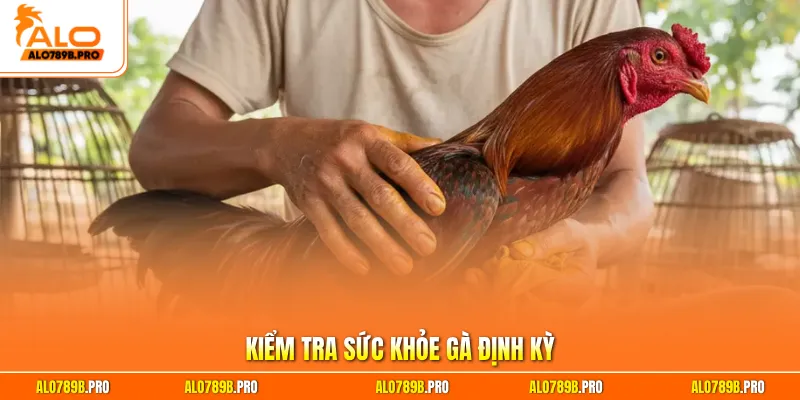 Kiểm tra sức khỏe gà định kỳ