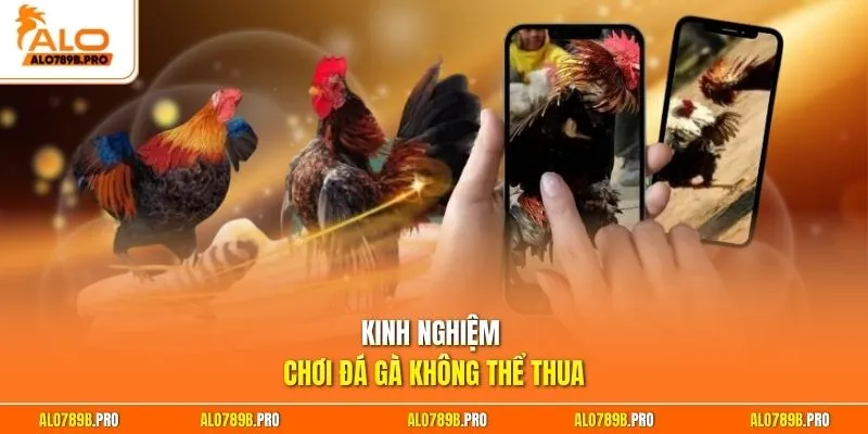 Kinh nghiệm chơi đá gà không thể thua