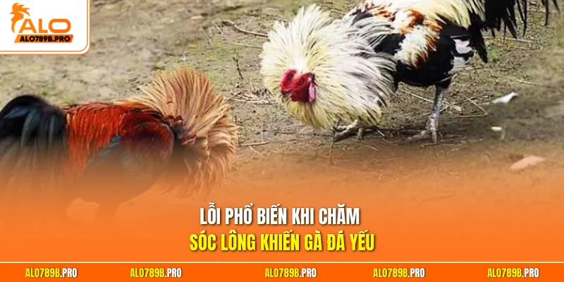 Lỗi phổ biến khi chăm sóc lông khiến gà đá yếu