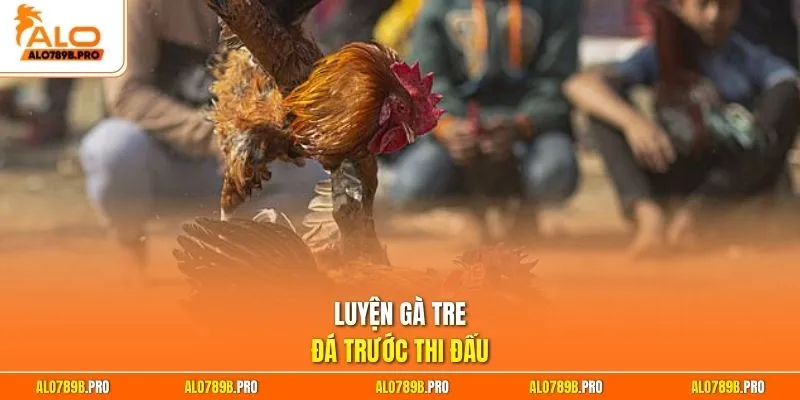 Luyện gà tre đá trước thi đấu