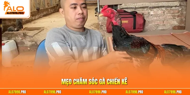 Mẹo chăm sóc gà chiến kê