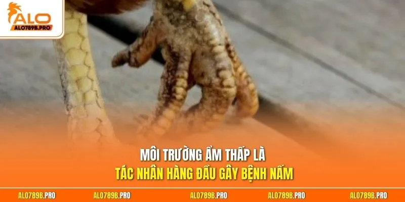Môi trường ẩm thấp là tác nhân hàng đầu gây bệnh nấm