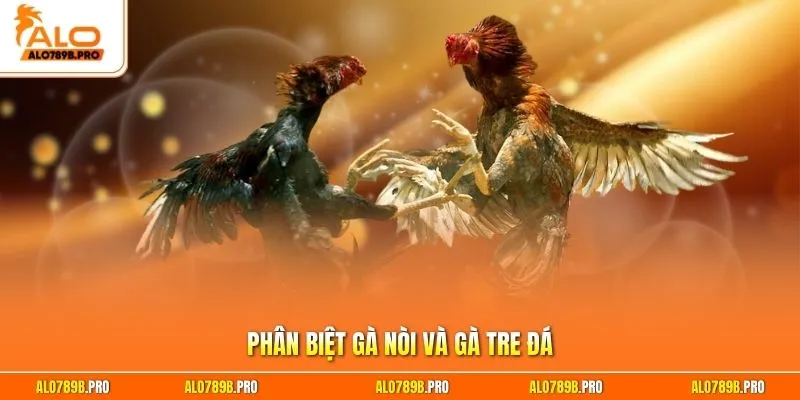 Phân biệt gà nòi và gà tre đá