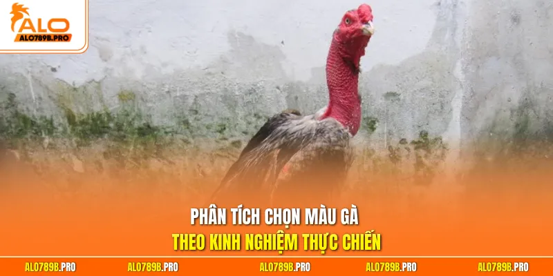 Phân tích chọn màu gà theo kinh nghiệm thực chiến