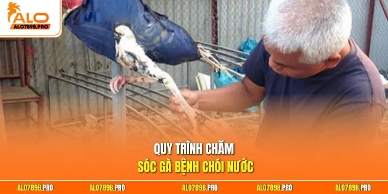 Quy trình chăm sóc gà bệnh chói nước