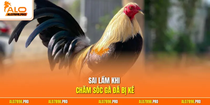 Sai lầm khi chăm sóc gà đá bị ké
