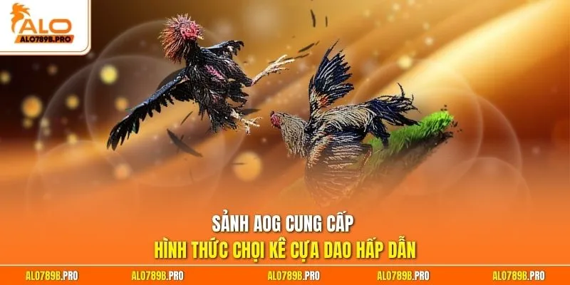 Sảnh AOG cung cấp hình thức chọi kê cựa dao hấp dẫn