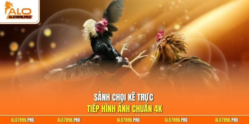 Sảnh chọi kê trực tiếp hình ảnh chuẩn 4K