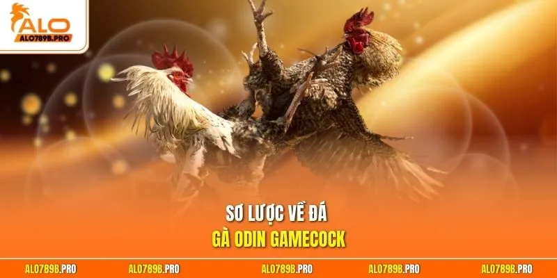 Sơ lược về đá gà Odin Gamecock