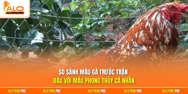 So sánh màu gà trước trận đấu với màu phong thủy cá nhân