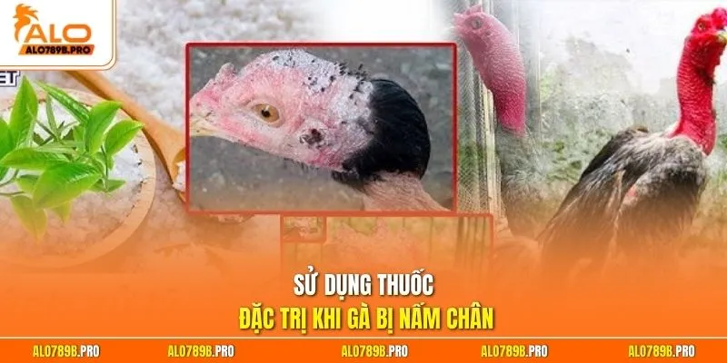Sử dụng thuốc đặc trị khi gà bị nấm chân