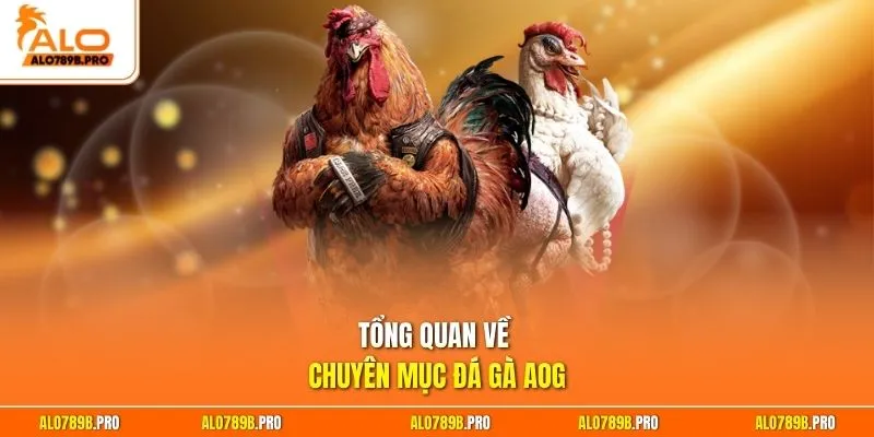 Tổng quan về chuyên mục đá gà AOG