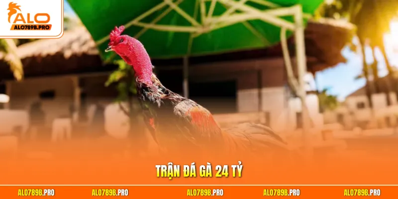 Trận đá gà 24 tỷ